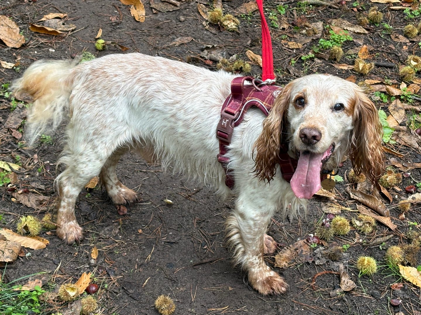 Customer photo review of Trail & Glow Tweed Dog Harness - Forest Tweed