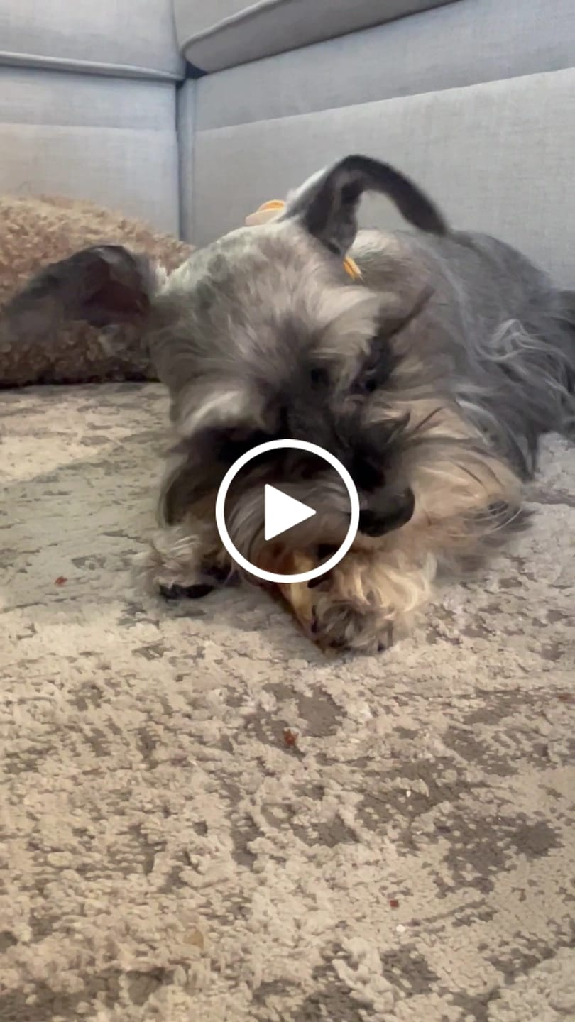 Customer video review of Chest Bone (11" x 6"x 3”): The Durable, Flavor-Packed Chew for Light and Moderate Chewers