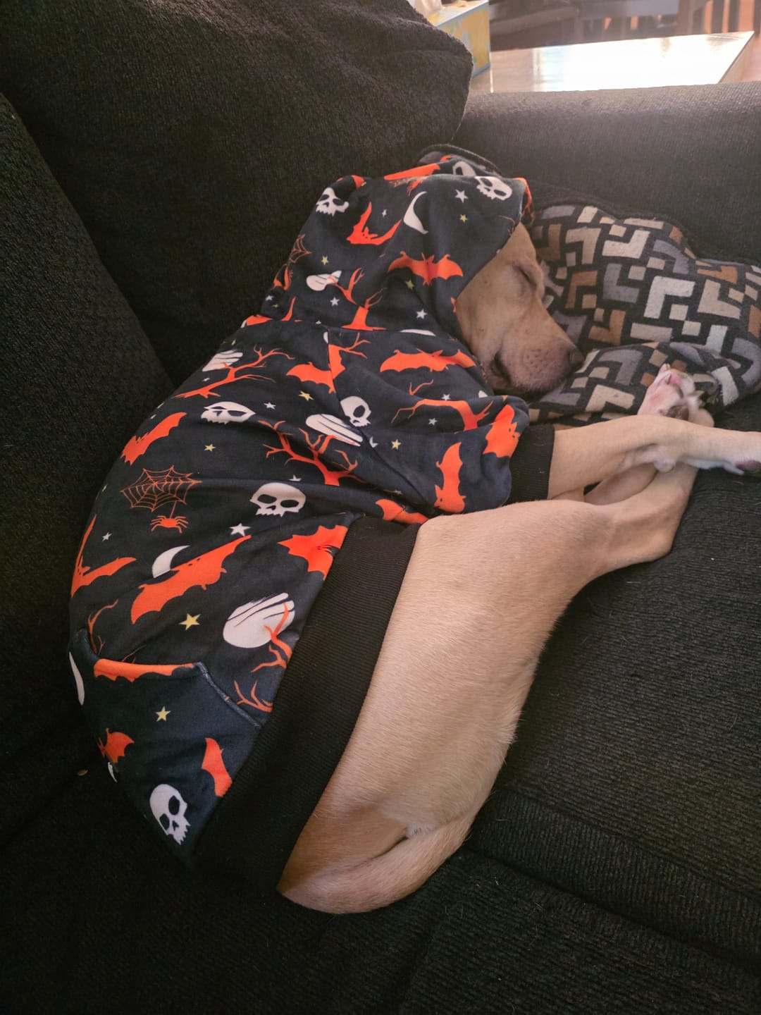 Customer photo review of Plaid Dog Hoodies