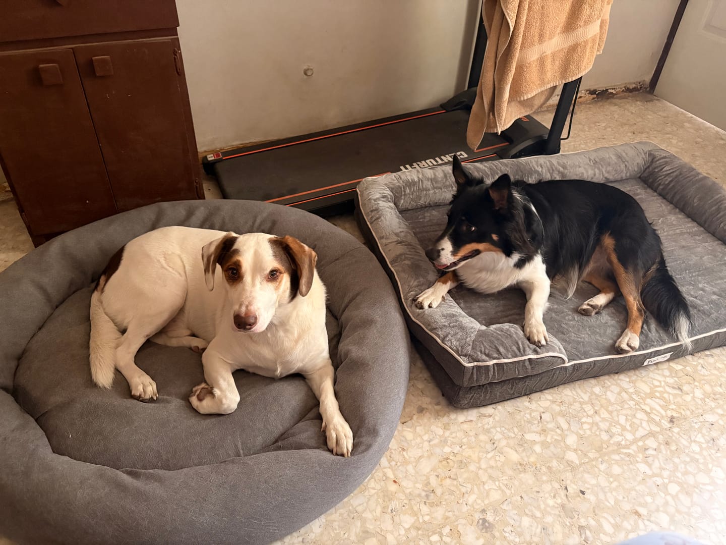 Customer photo review of Cama Ortopédica para Perros