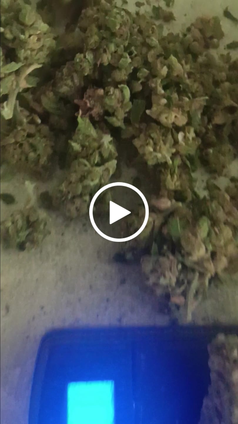 Customer video review of LITTLES BRAND - Black Cherry Runtz - 28 Grams Littles - Indica