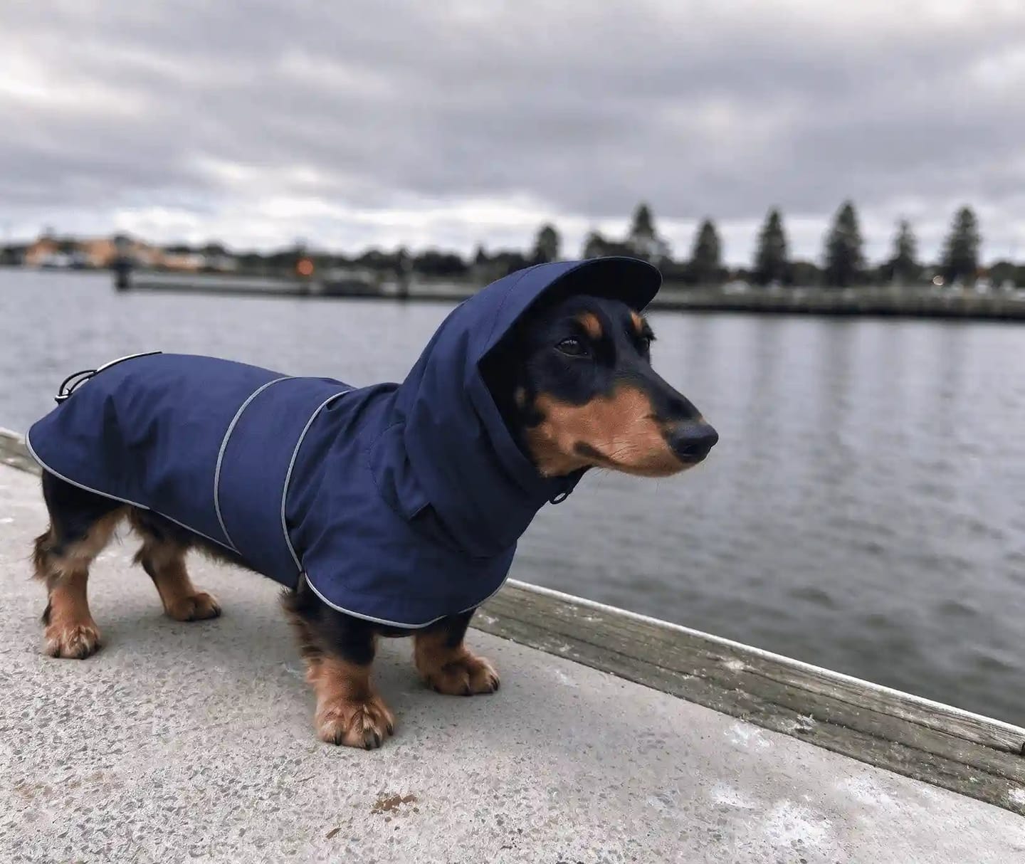 Customer photo review of Dachshund Waterproof Raincoat