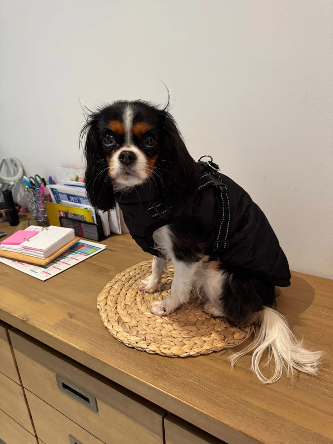 Customer photo review of Manteau imperméable pour Chien