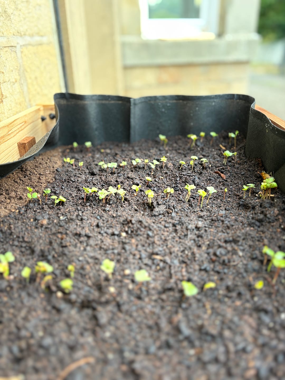 Customer photo review of Raised Garden Bed - 46cm x 122cm x 76cm