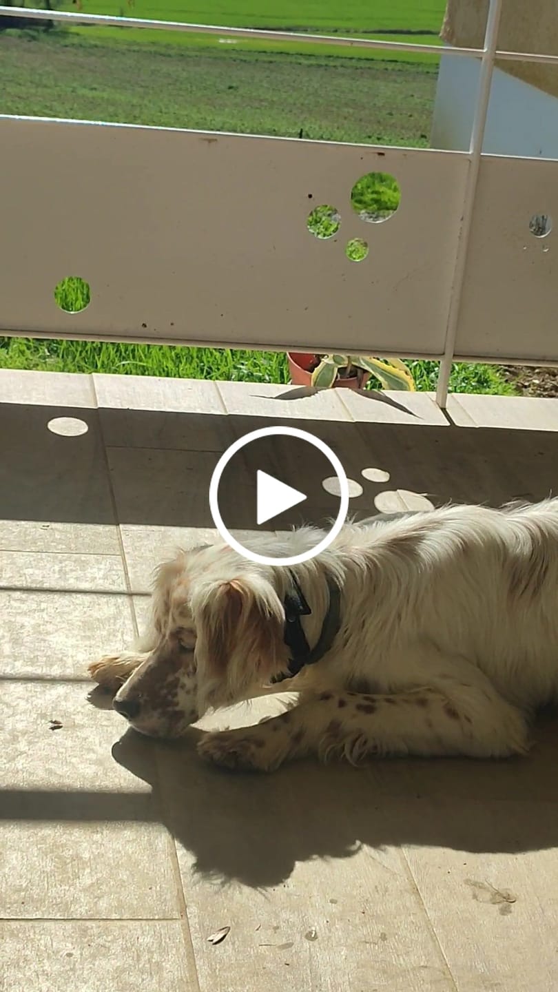 Customer video review of Le 1er Collier Anti-Fugue GPS SANS ABONNEMENT