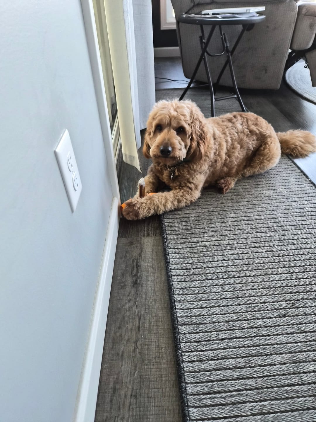 Customer photo review of Jumbo Bully Sticks