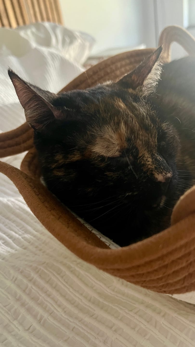 Customer photo review of Instinct Basket | Meet the first research-backed natural territory for indoor cats