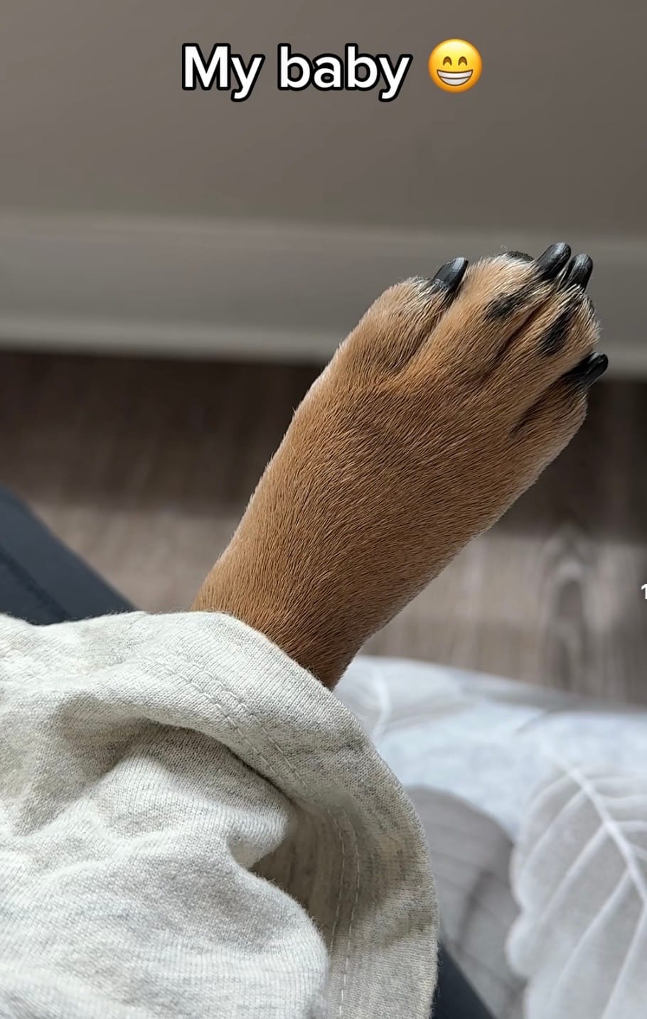 Customer photo review of ProtectionArtro+ 600mg  Condroprotettore per Cani di taglia Piccola (Nuova Formulazione)