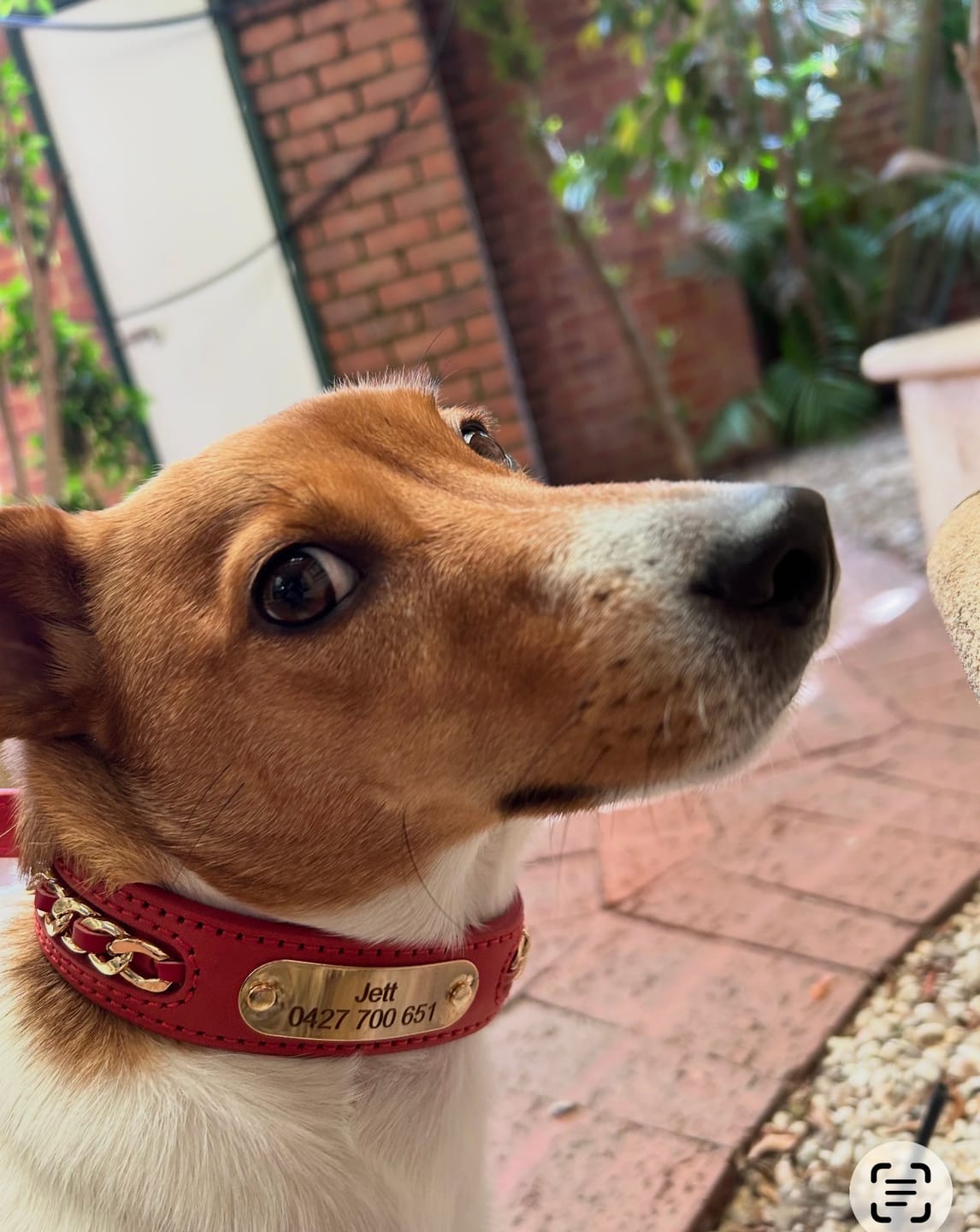 Customer photo review of Custom Leather Dog Collar with Personalized ID Tag Nameplate