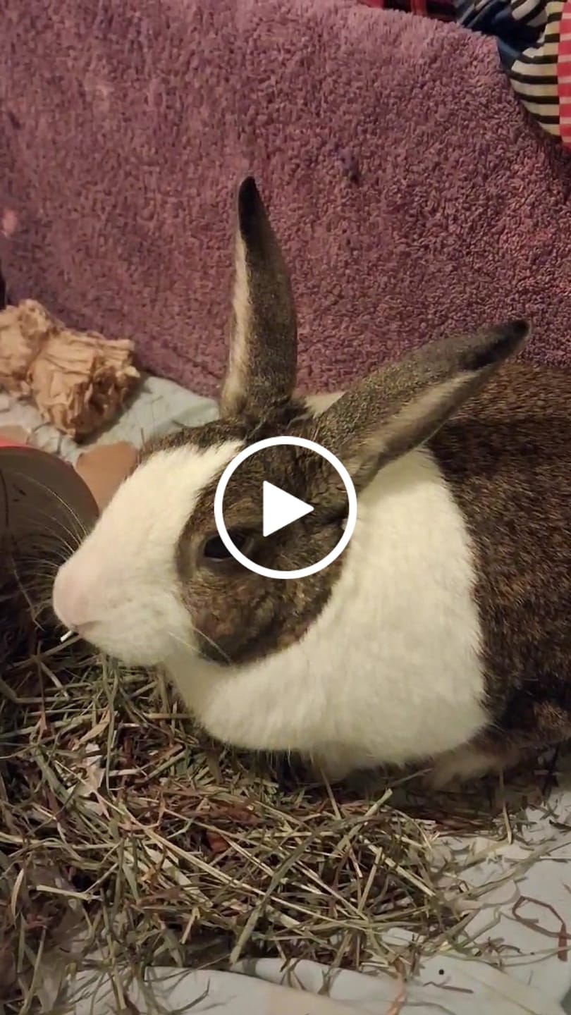 Customer video review of Second Cut Timothy Hay - Ultra Premium Canadian Hay for Rabbits and Guinea Pigs