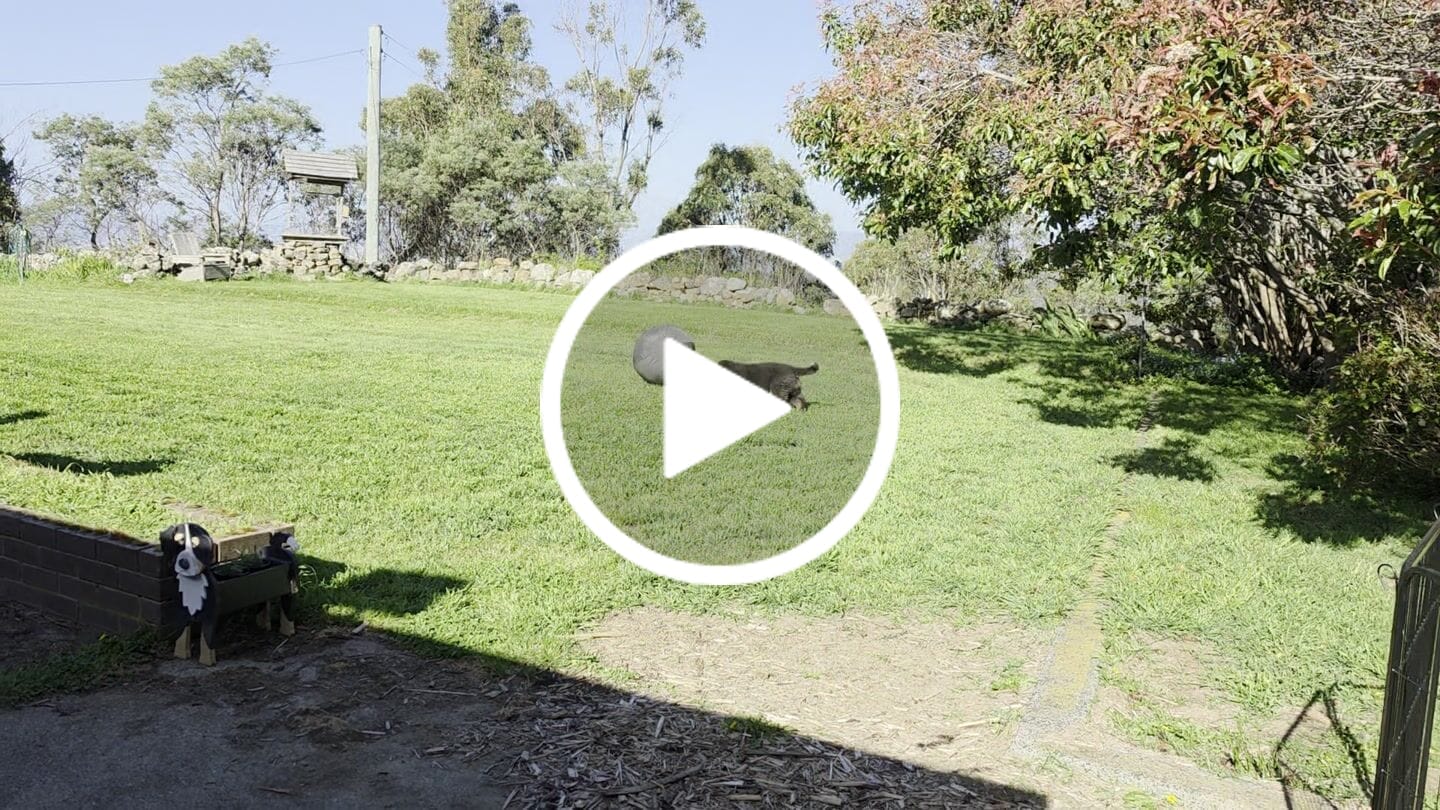 Customer video review of Outback Herder