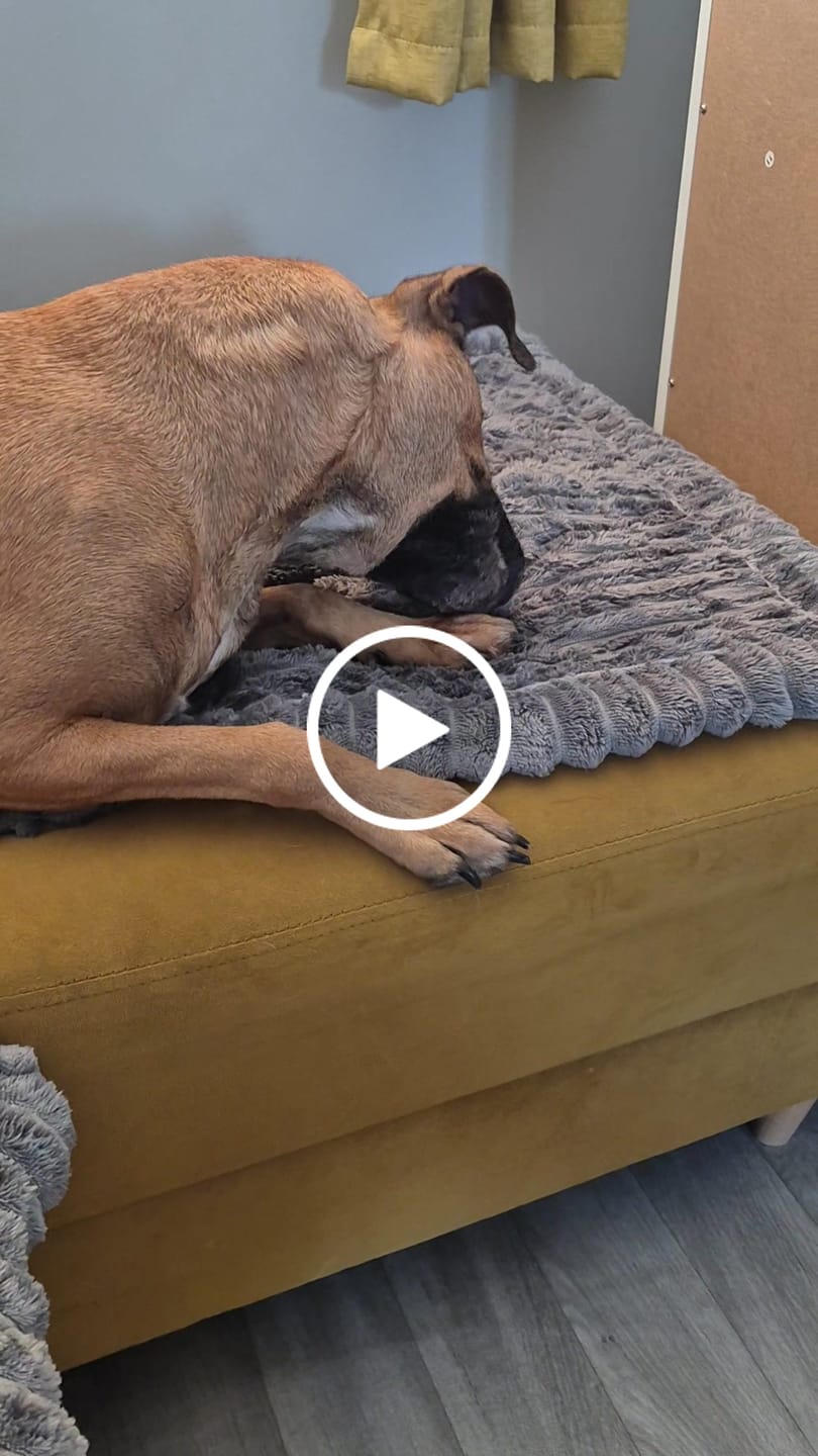 Customer video review of Dog Skin Rescue Bundle
