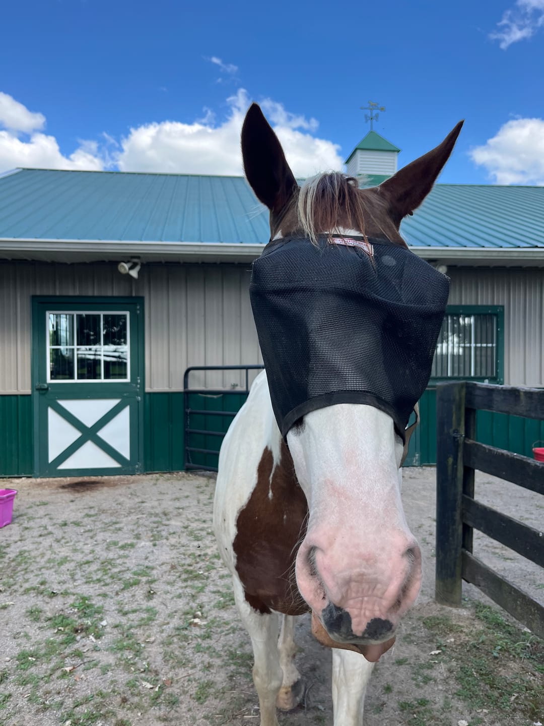 Customer photo review of EquiVizor Fly Mask - Standard