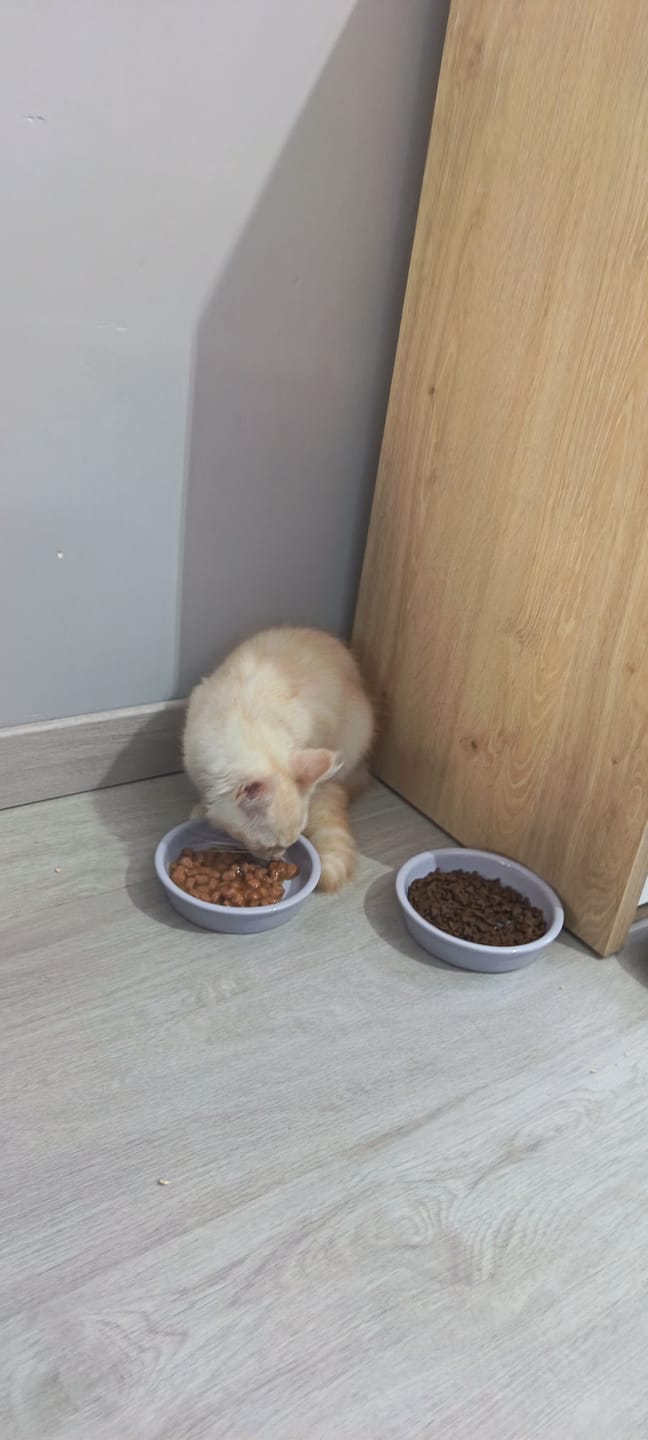 Customer photo review of Émincés au poulet (Chaton)