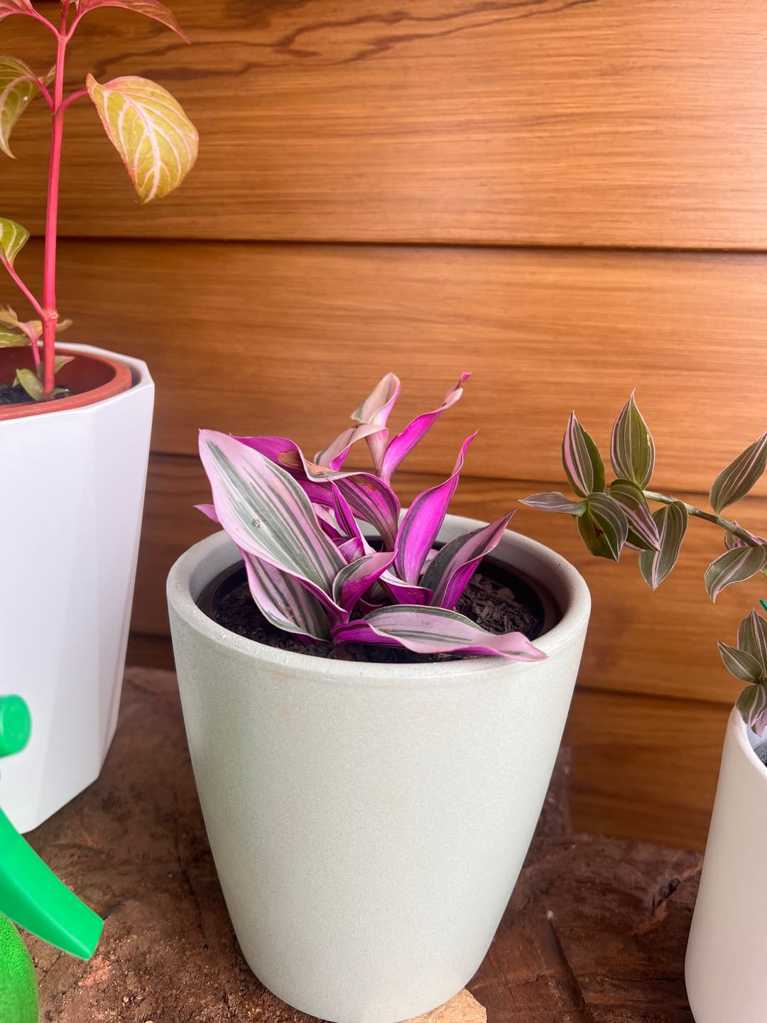 Customer photo review of Tradescantia sweetness minor, extra ramificado