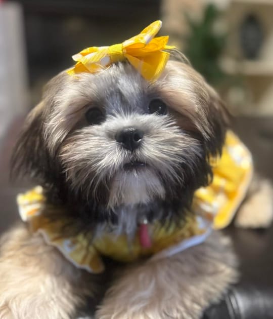 Customer photo review of KaloPet - Recortadora Profesional Mascotas