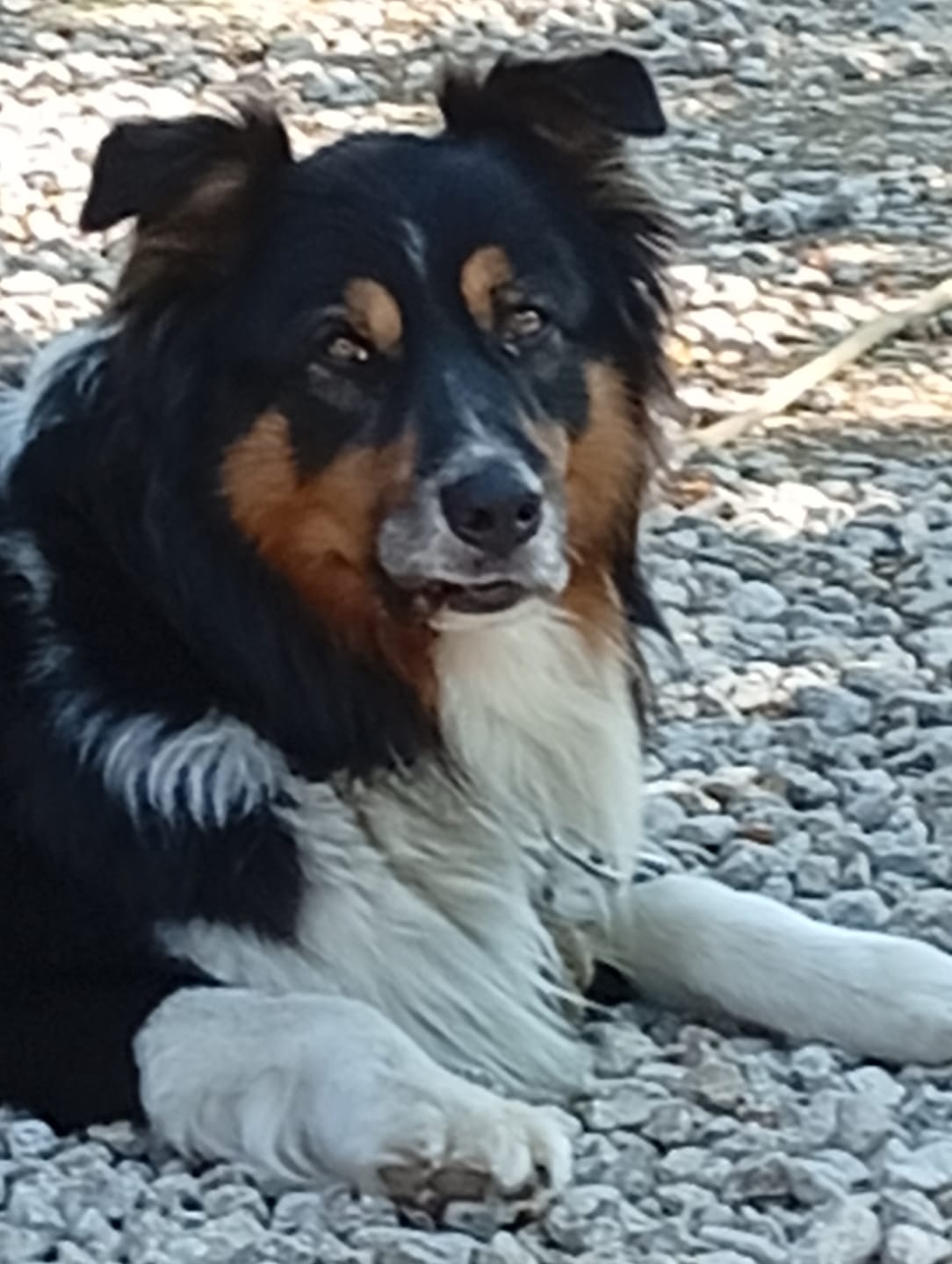 Customer photo review of Croquettes Chien Agneau, Légumes Digestion Sensible