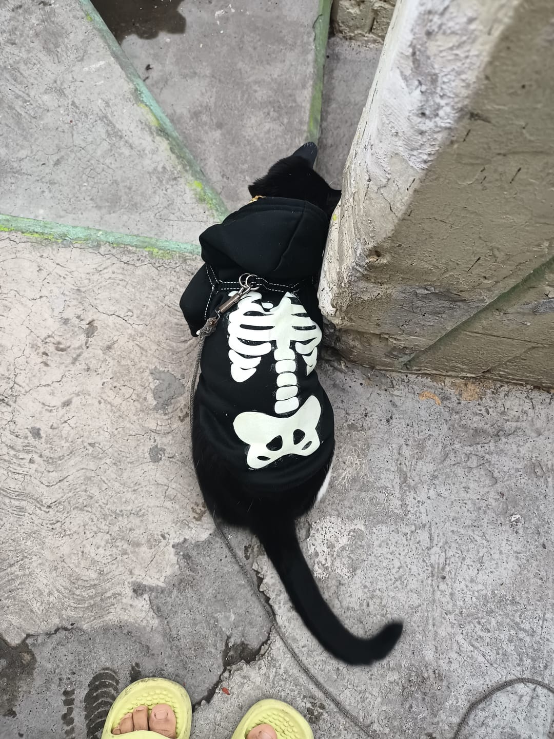 Customer photo review of CT3774 1 Pieza De Ropa De Halloween Para Mascota