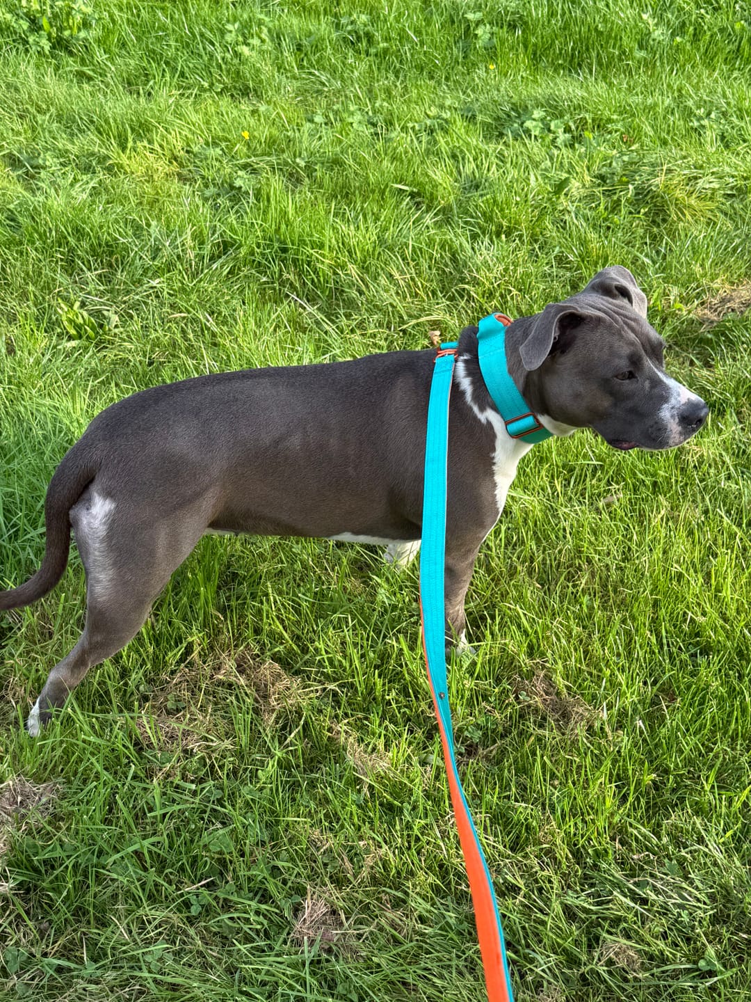 Customer photo review of 3M Lighter Swivel Combat Leash | Anti-Tangle & Secure Clip - Turquoise x Orange