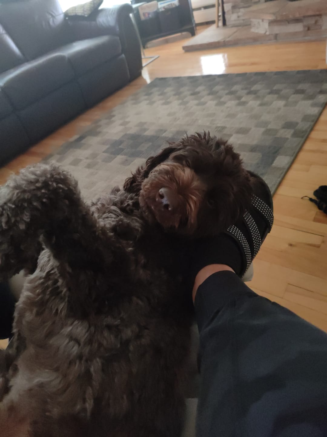 Customer photo review of 6 Inch Standard Braided Bully Stick