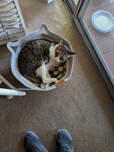 Customer's grey, round Instinct Basket on a carpeted floor, with a cat curled up inside.