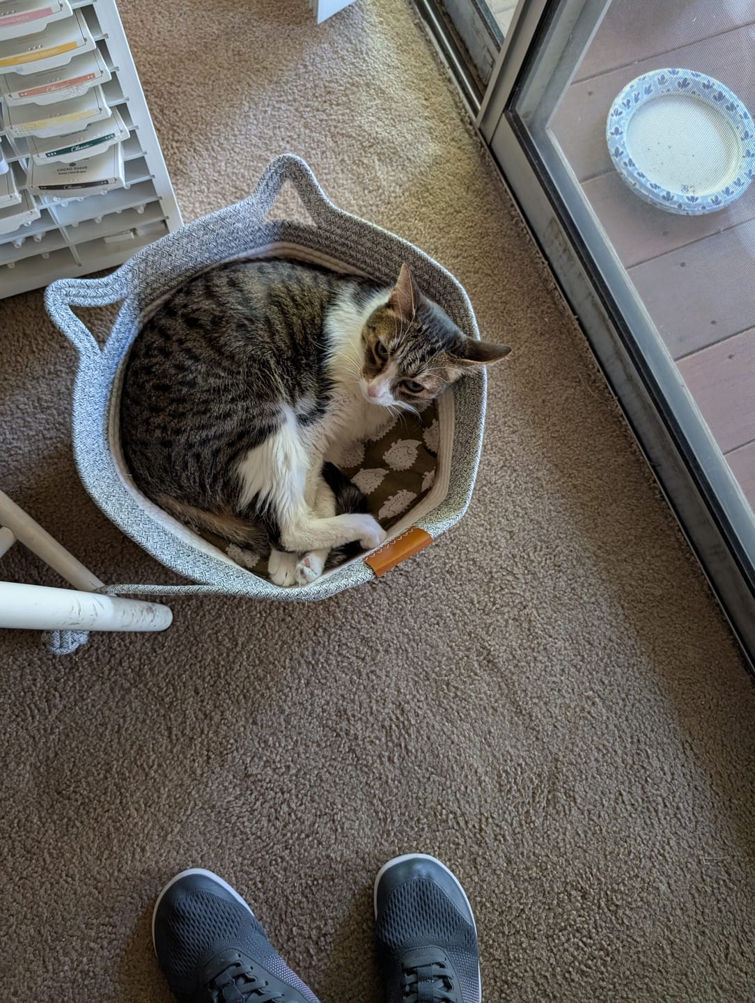 Customer photo review of Instinct Basket | Meet the first research-backed natural territory for indoor cats