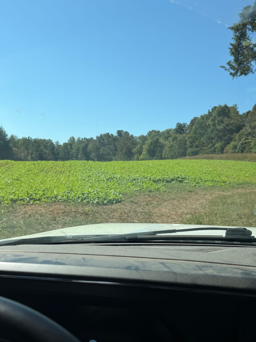 Customer photo review of Late Season Brassicas