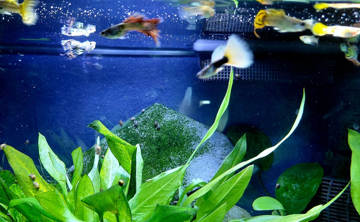 Customer photo review of Half Black Yellow Guppy Fish
