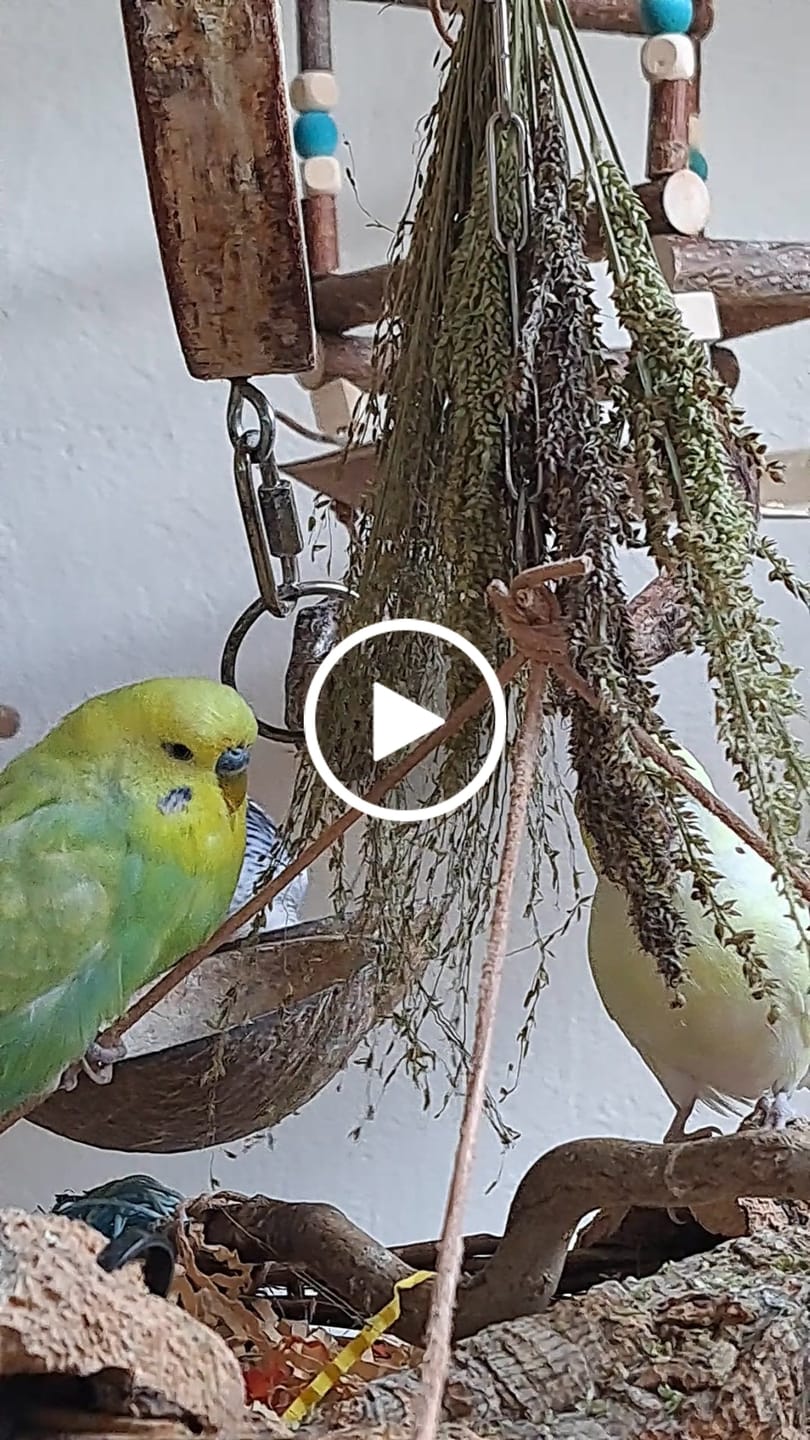 Customer video review of Pagima Green in der Rispe