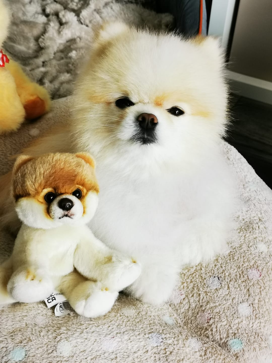 Customer photo review of Dog Spray