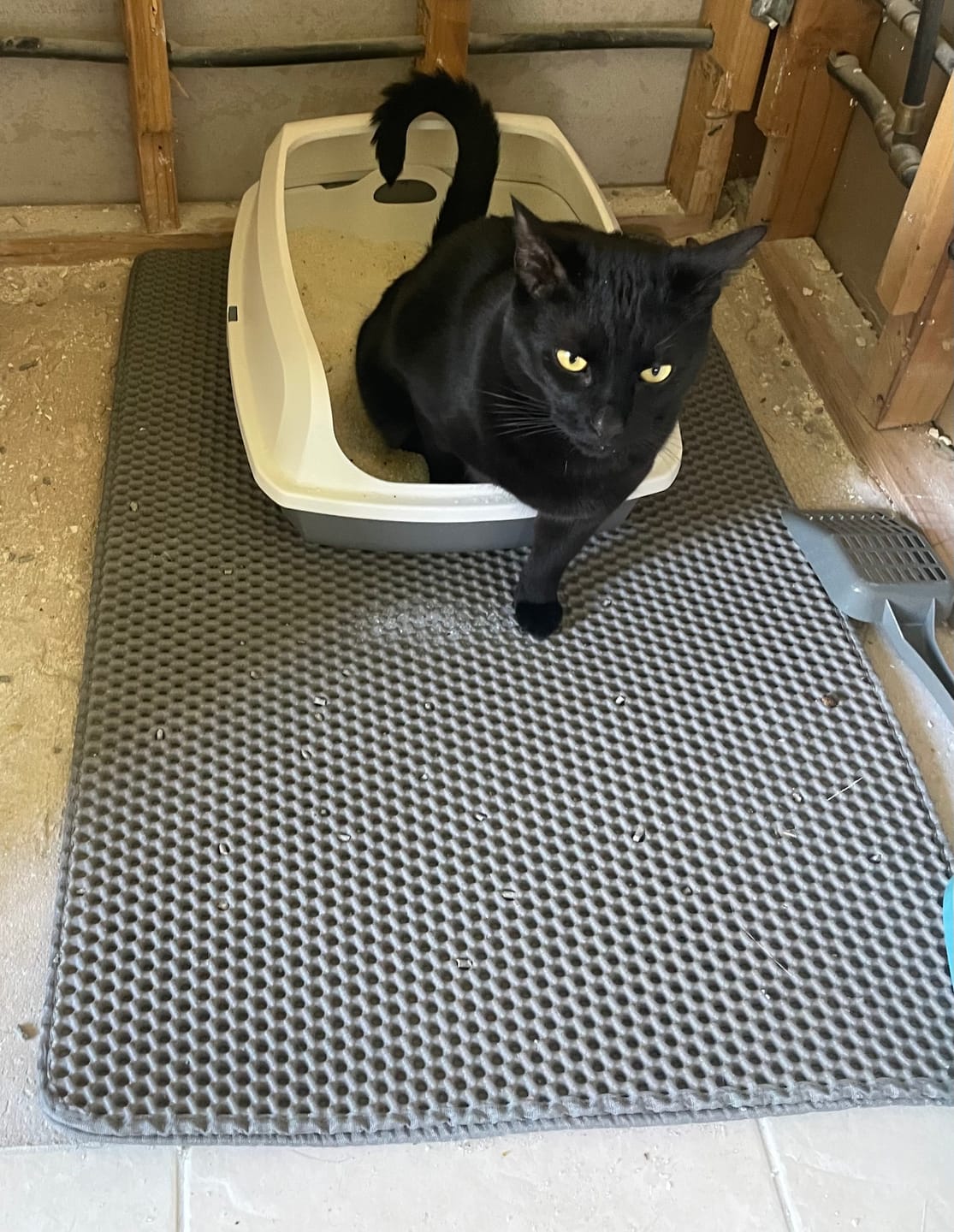 Customer photo review of Fit Litter