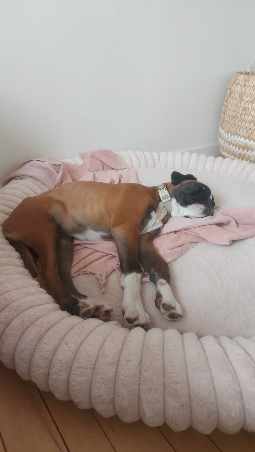 Customer photo review of Pet Perfect Orthopedische Donutmand