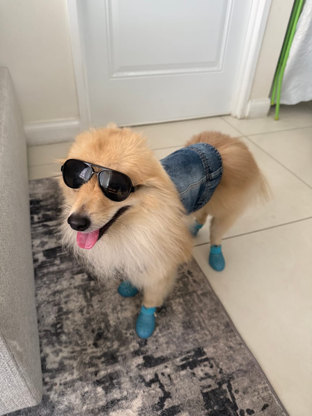 Customer photo review of WagWellies® Mojave