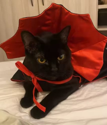 Customer photo review of Disfraz Boo Paws para gatos y perros