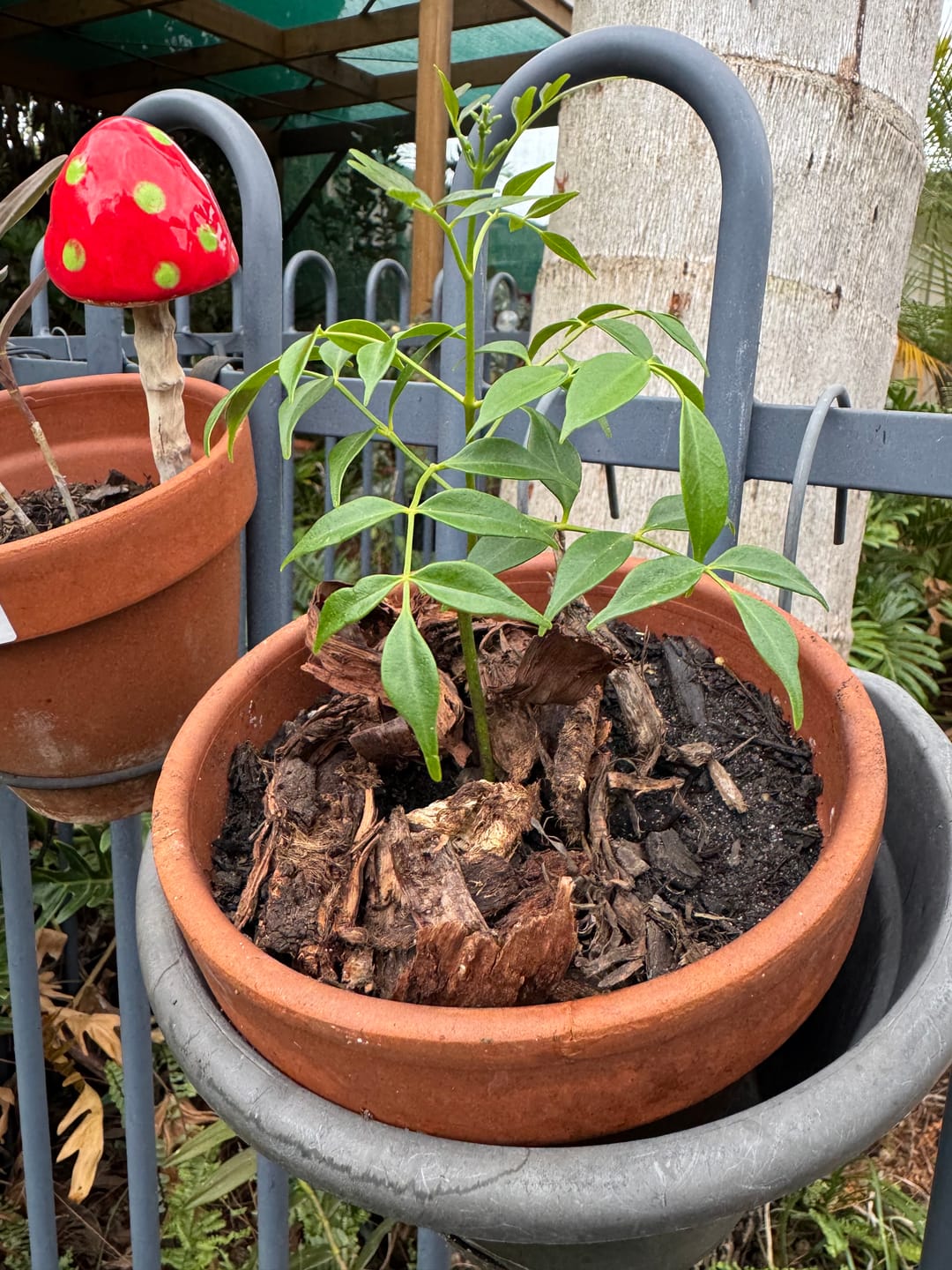 Customer photo review of Pandorea jasminoides ‘Jam Drop’ - Pandorea jasminoides ‘Jam Drop’