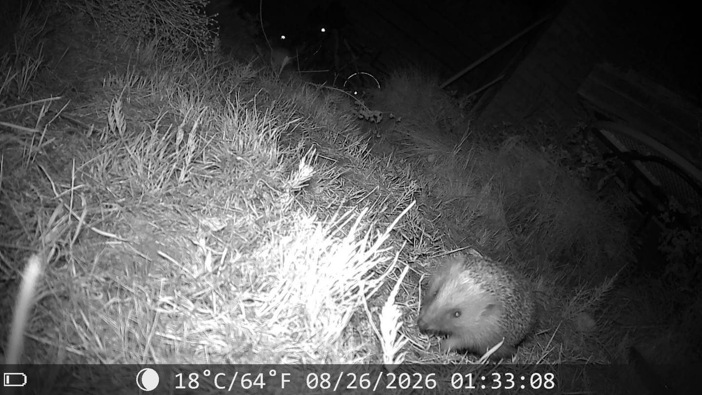Customer photo review of Siltcon Wildcamera met zonnepaneel aan kabel