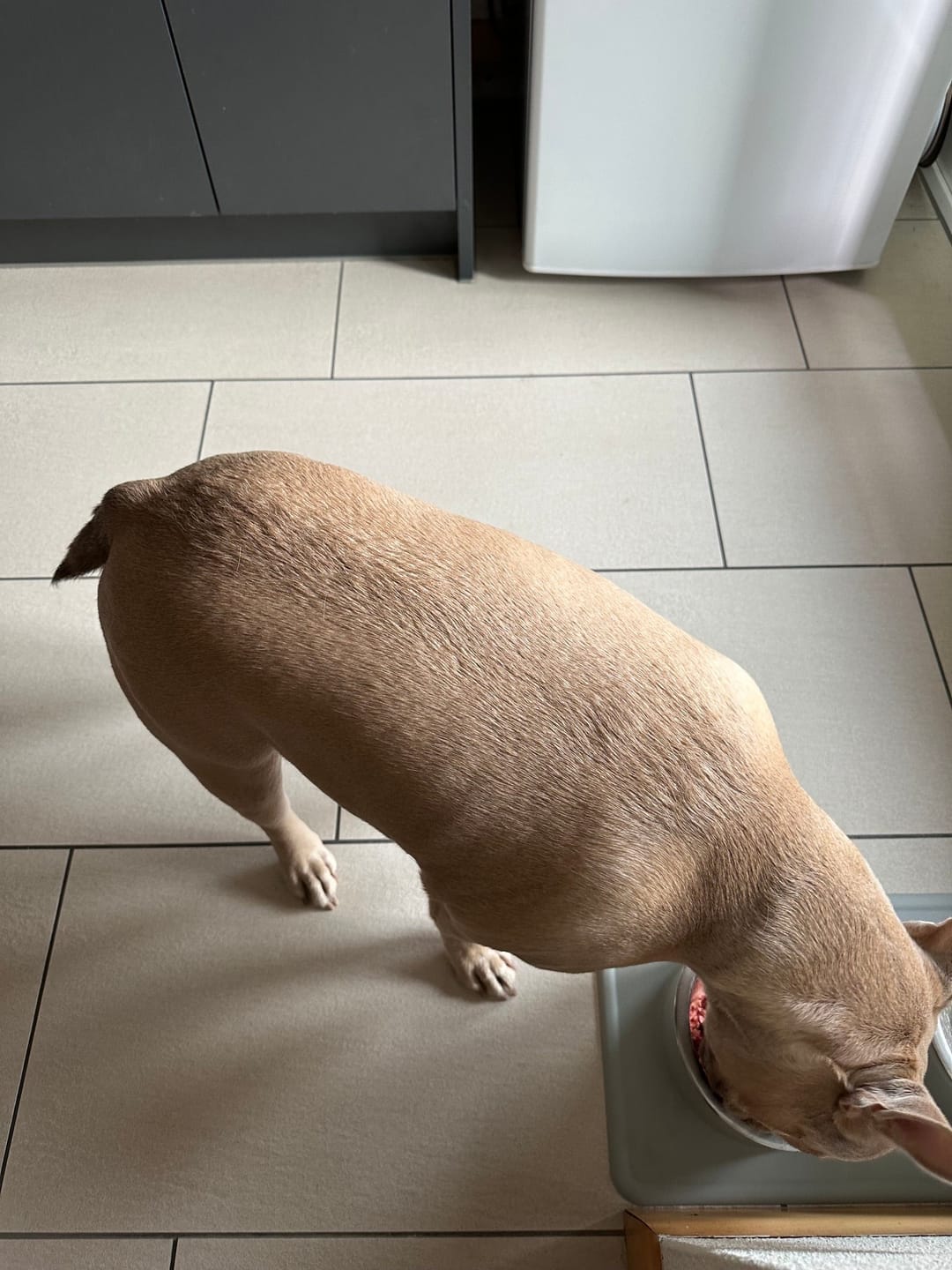 Customer photo review of Rinder Barf 500g Wurst – Single Protein Rind