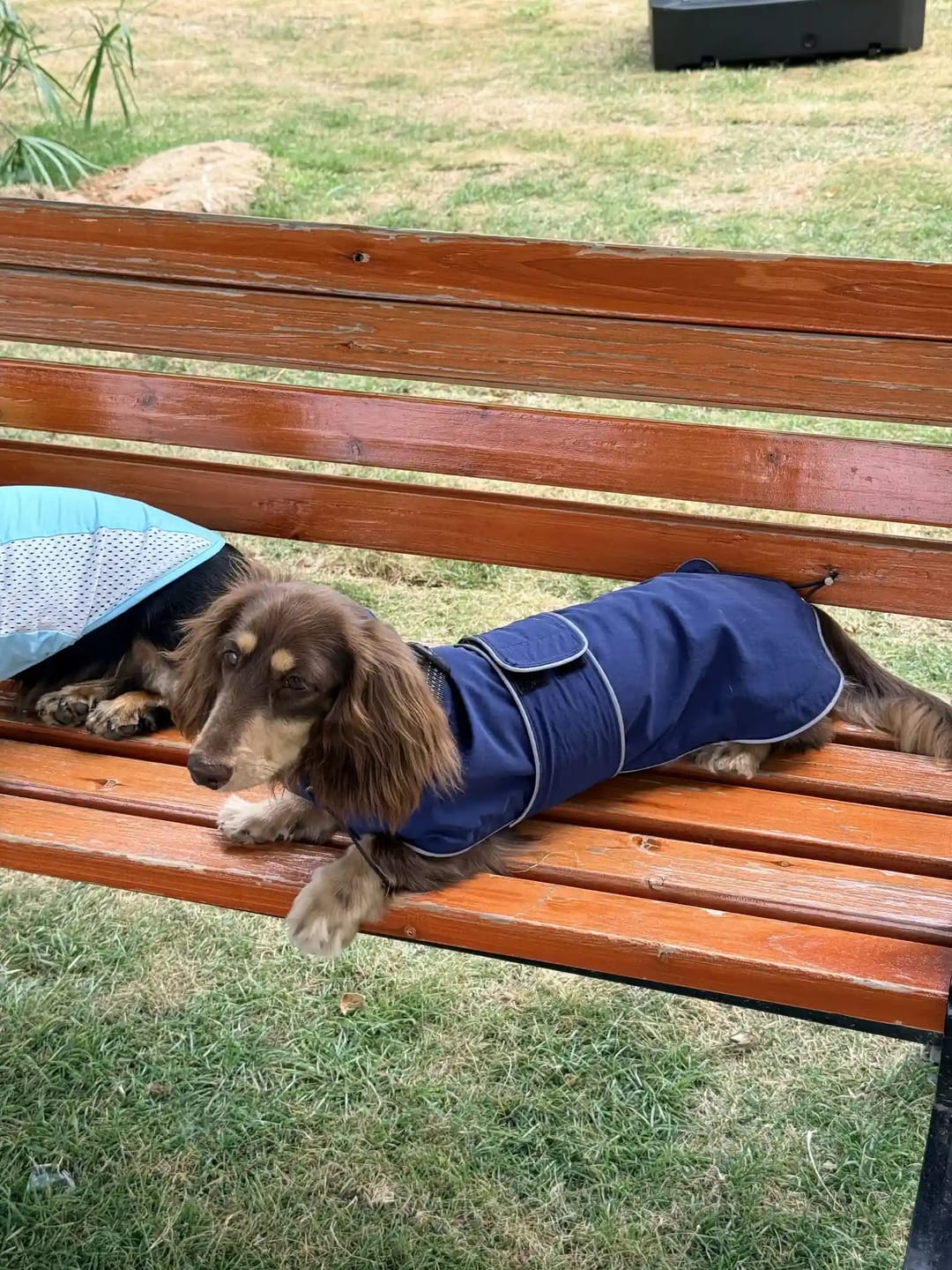 Customer photo review of Dachshund Waterproof Raincoat