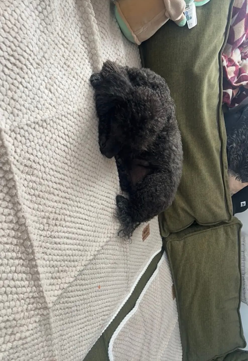 Customer photo review of SoffRo – låt hunden mysa, skydda soffan