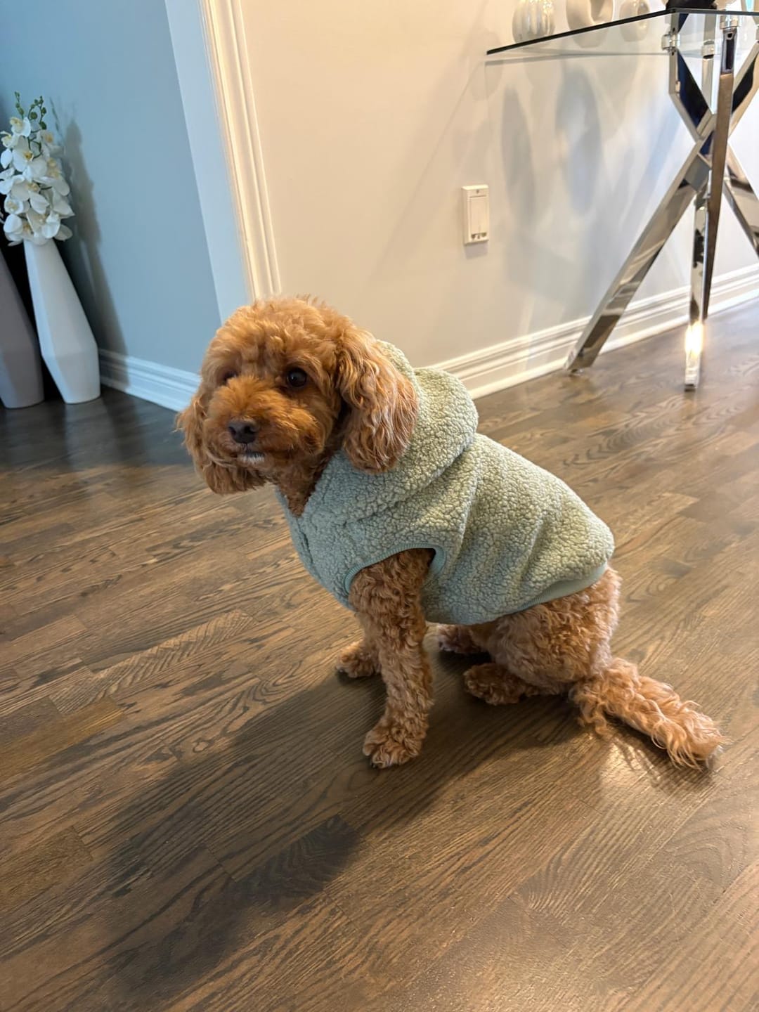 Customer photo review of Teddy Sherpa Dog Jackets