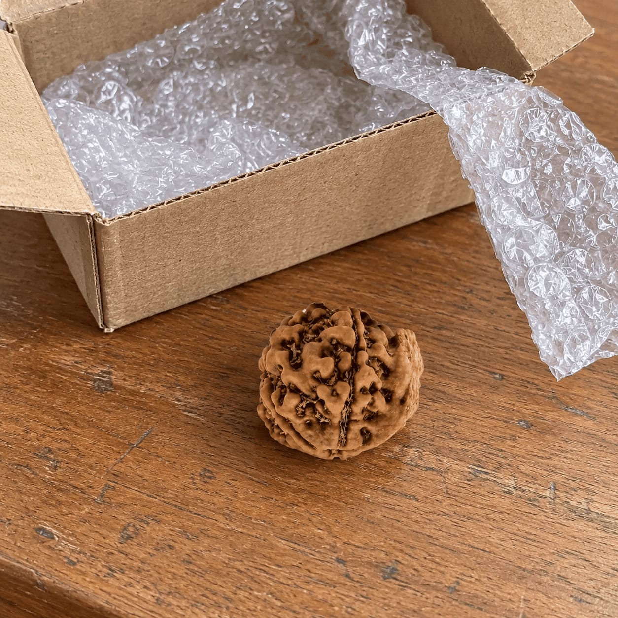 Customer photo review of Ganesh Mukhi Rudraksha (Nepali)