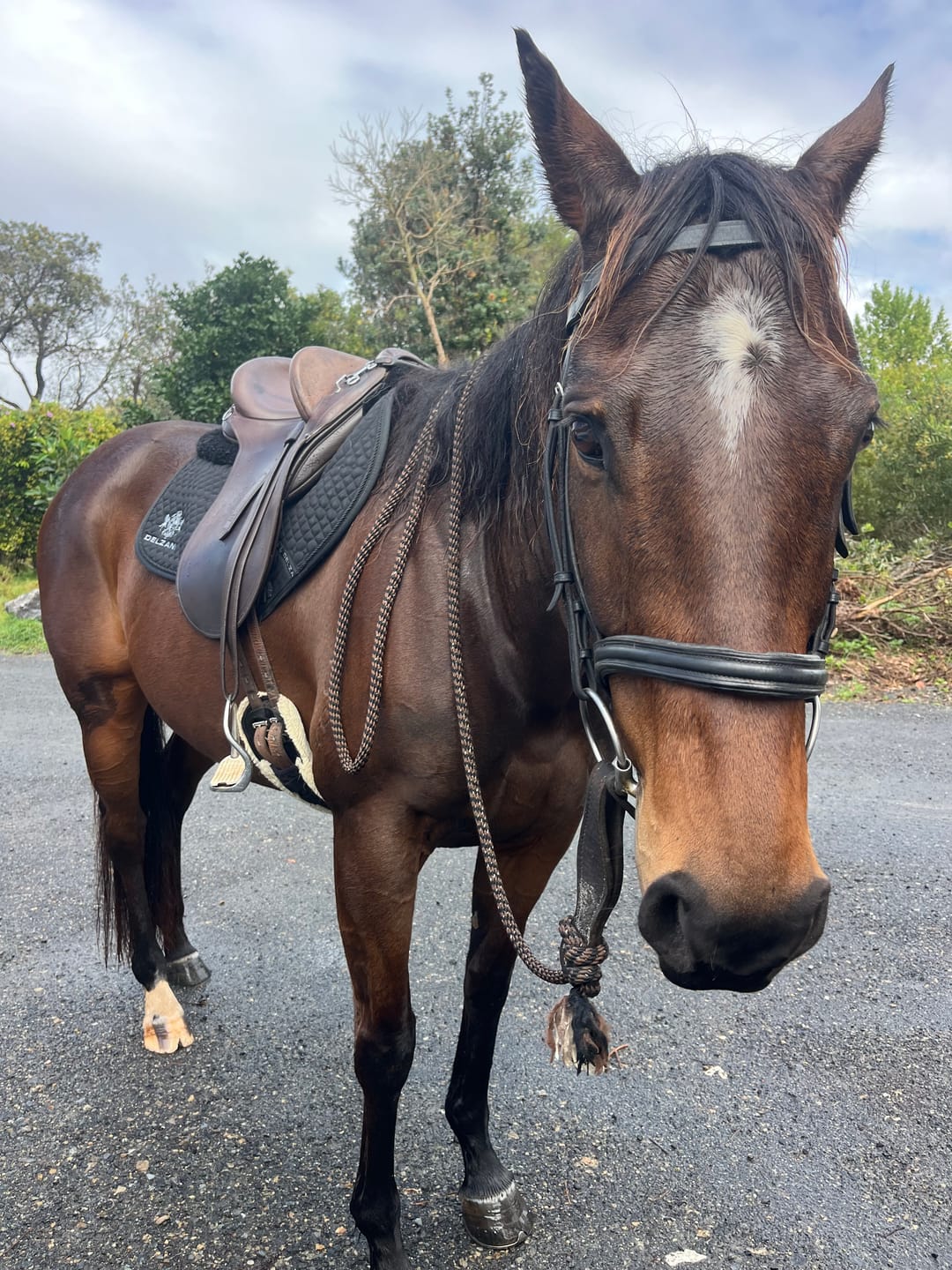 Customer photo review of Digestive EQ