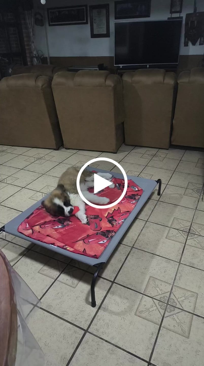 Customer video review of Cama Elevada para Perros