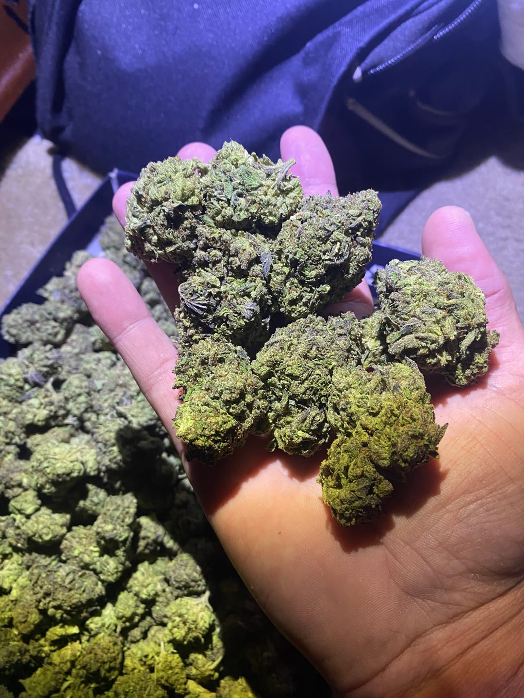 Customer photo review of Cheetah Piss Mediums - Bulk Mediums - Hybrid