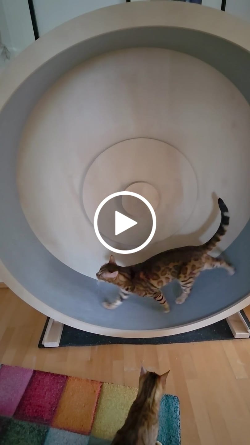 Customer video review of Elmato Katzenlaufrad Rocky Standmodell