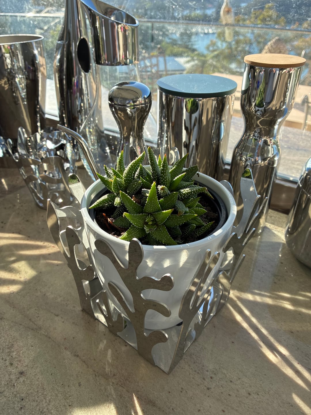 Customer photo review of Haworthiopsis coarctata