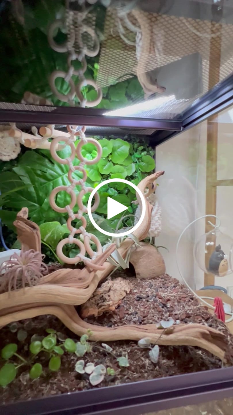 Customer video review of 24 Gallon Reptile Enclosures 18x18x18" with Lock! Perfect for Beginner! Bottom NOT LEAKPROOF