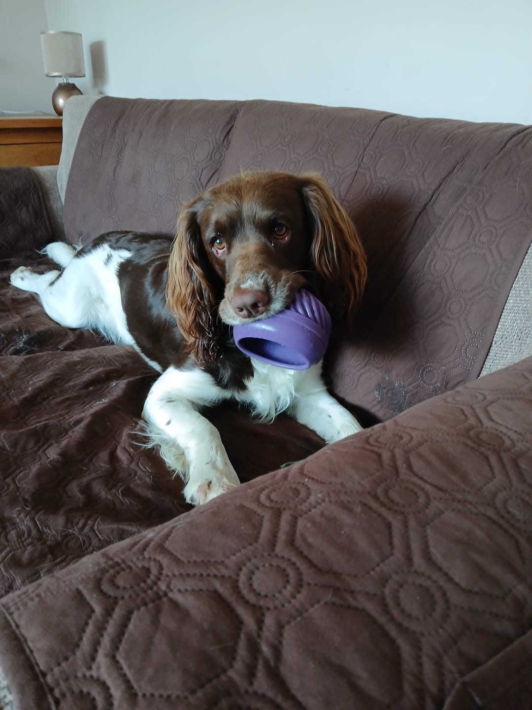 Customer photo review of FreezJumbo™ – Our Biggest & Toughest Enrichment Toy Ever