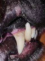 Customer photo review of Zenvia Kit – Limpieza Ultrasónica Canina