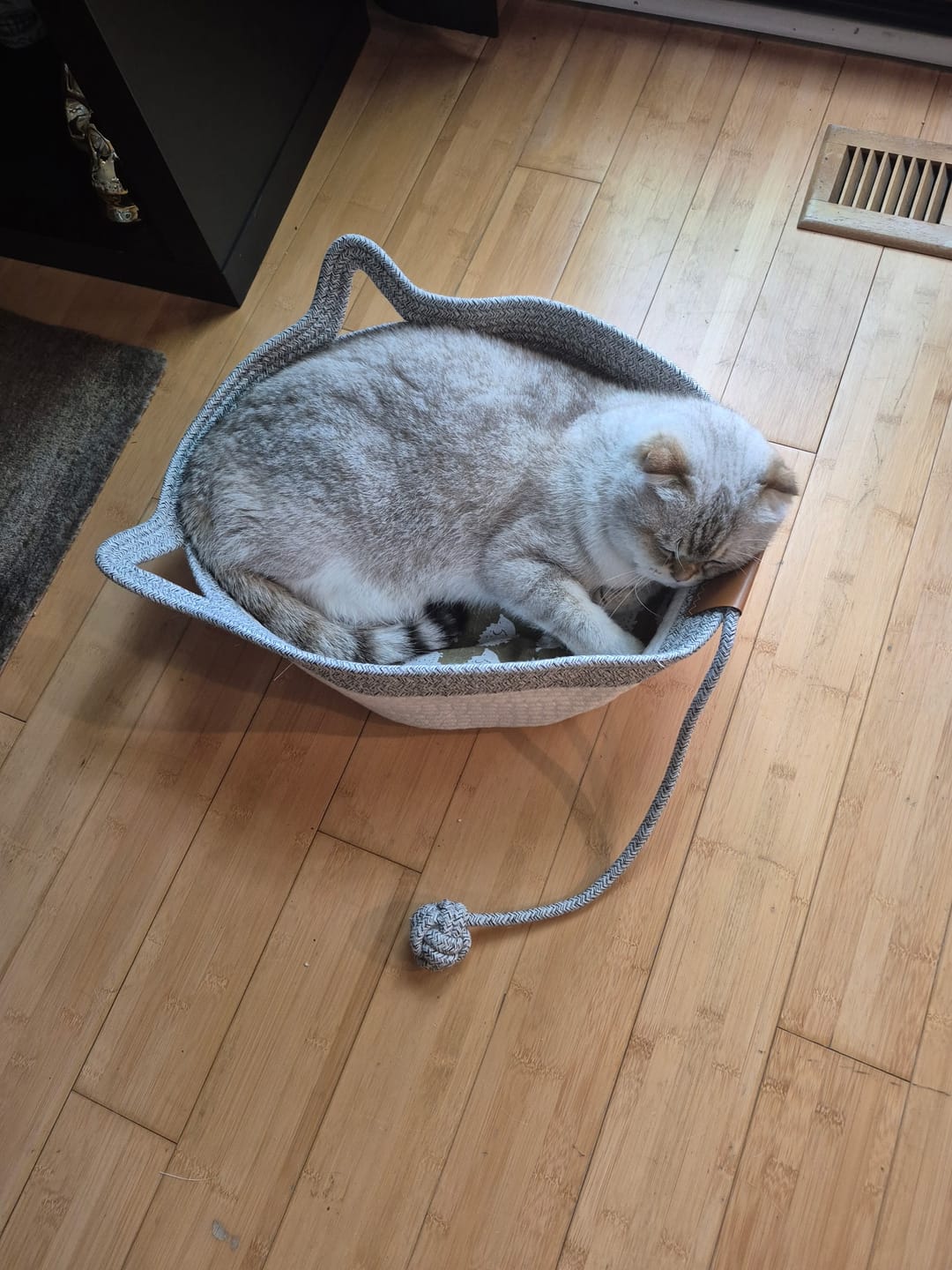 Customer photo review of Instinct Basket | Meet the first research-backed natural territory for indoor cats
